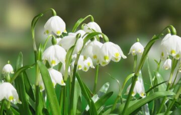 Touchwood snowdrop garden