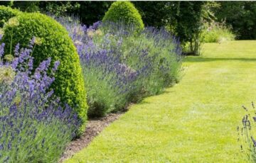 Chiltern Haven Open Garden